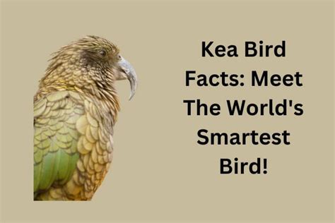 Kea Bird Facts: Meet The World's Smartest Bird!