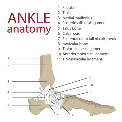 Bones in the Ankle - JOI Jacksonville Orthopaedic Institute