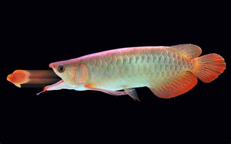 8 Arowana Types - Rare & Expensive Varieties - AquariumNexus