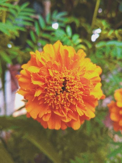 Premium Photo | A close up of a yellow flower with a black bug on it
