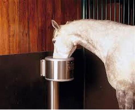 The Best Ways To Get Water To Your Horses - THE THINKING EQUESTRIAN