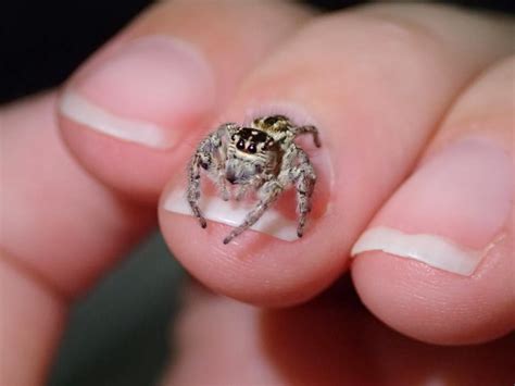 Discovering spider diversity in Sydney backyards: Jumping spiders