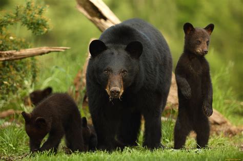 Download 2048x1365 american black bear, ursus americanus, bear, cub, family, animals Wallpapers