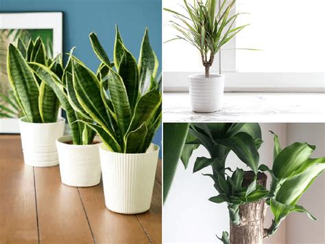 Las Mejores Plantas Para Interiores - SEO POSITIVO