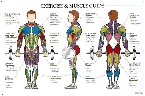 Muscle anatomy, Body muscle anatomy, Workout chart