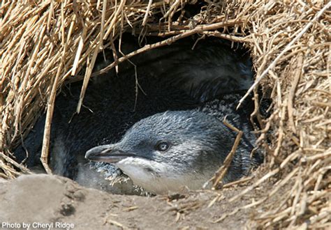 Fairy Penguin - Adaptations