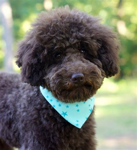 Teddy in Teddy Bear Clip - Poodle Forum - Standard Poodle, Toy Poodle, Miniature Poodle Forum ...