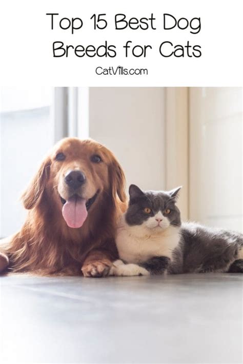 These Are the Absolute Best & Worst Dog Breeds for Cats