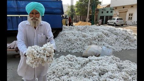 CAI lowers cotton crop estimate to 303 lakh bales for this season - Hindustan Times