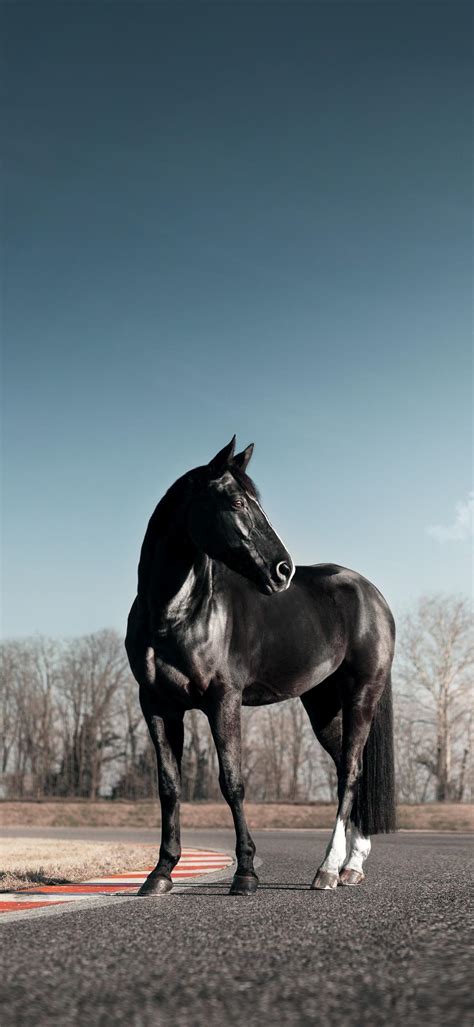 8k Horse Wallpapers - Top Free 8k Horse Backgrounds - WallpaperAccess