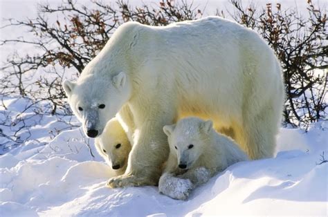 A polar bear migration safari in Canada's Northern wilds. - Luxury ...