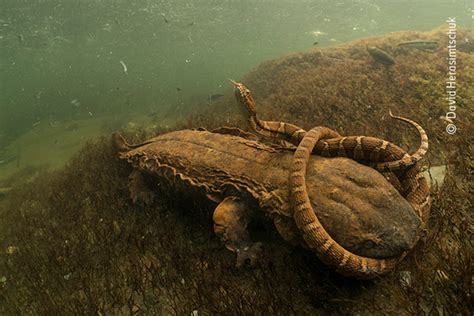 Hellbent | Wildlife Photographer of the Year | Natural History Museum