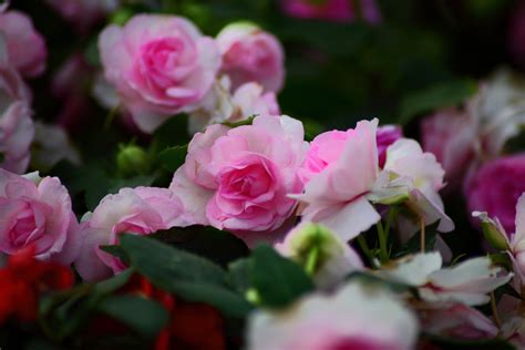 File:Pink-Roses - Virginia - ForestWander.jpg - Wikimedia Commons