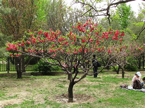 Double Red Flowering Peach (Prunus persica 'Double Red') in Columbus ...