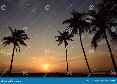 Coconut Tree and Sunset stock image. Image of sunset - 177281249