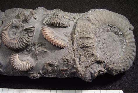 HeritageCultureWarks on Twitter | Fossil hunting, Fossils, Ammonite