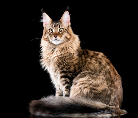 Maine Coon Bengal Mix Kittens For Sale - amphibian plant examples