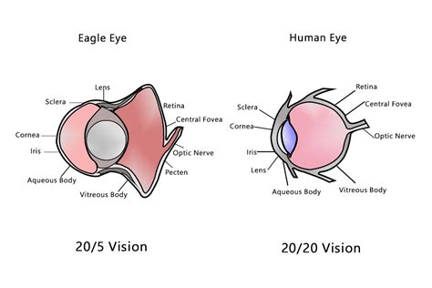 Human Eye vs Eagle Eye | Human eye, Human eye diagram, Vision eye