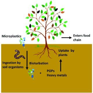 Microplastic transport in the soil. Bioturbation and ingestion by soil... | Download Scientific ...