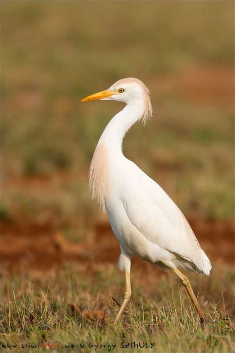 Pin on Birds-Ardeidae-Herons