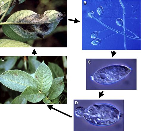 Five Reasons to Consider Phytophthora infestans a Reemerging Pathogen | Phytopathology®