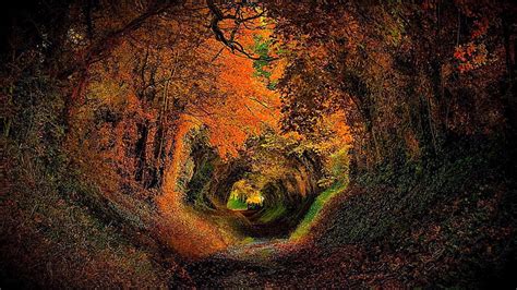 HD wallpaper: halnaker, tree tunnel, europe, uk, gb, united kingdom, sussex | Wallpaper Flare