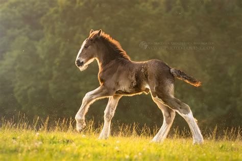 shire horse foal | Horses, Horse breeds, Baby horses