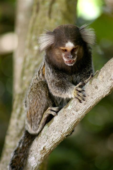 monkey, brasil Free Photo Download | FreeImages