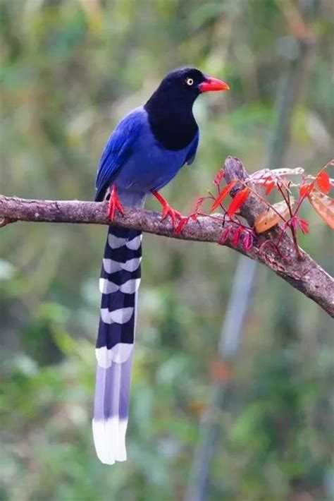 Taiwan Blue Magpie - The Stunning Endemic Bird of Taiwan