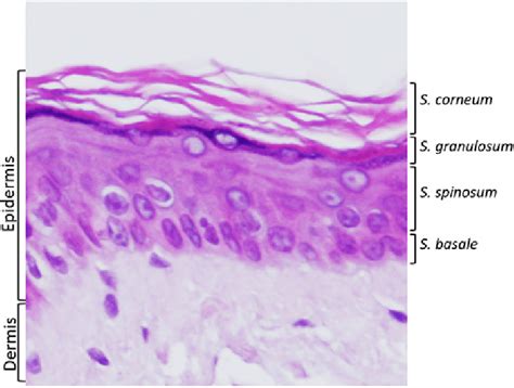 Histology of normal human epidermis (hemalun-eosin staining). | Download Scientific Diagram