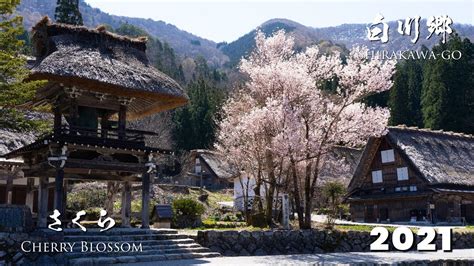 Cherry Blossoms in Shirakawa-go 2021 - YouTube