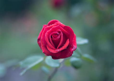 Free Stock Photo of Single Red Rose | Download Free Images and Free ...