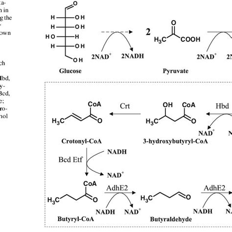 Schematic representation of 1-butanol production in engineered E. coli ...