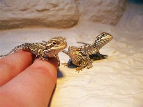 Pogona - Alchetron, The Free Social Encyclopedia