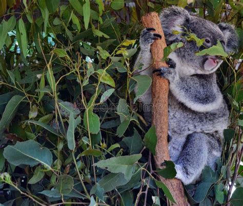 Koala Bear Eating Eucalyptus Leaves Stock Photo - Image of soft, koala ...