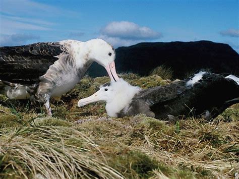 The Amsterdam albatross is listed as critically endangered, by the IUCN ...