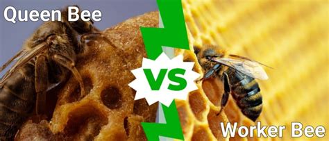 Queen Bee vs Worker Bee: What are the Differences? - A-Z Animals