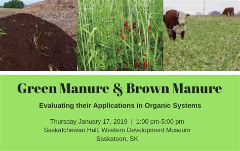 Green Manure & Brown Manure IMAGE - SaskOrganics