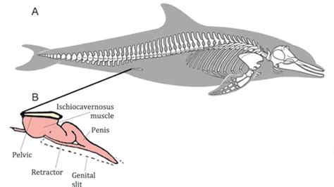 Dolphin Reproductive Anatomy