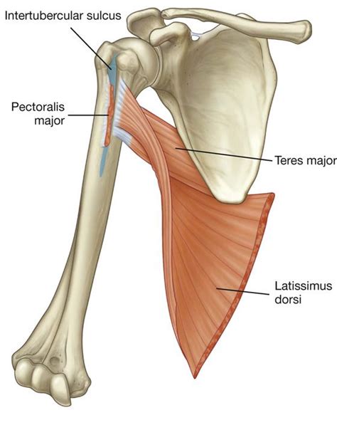 Bilderesultat for pectoral and latissimus dorsi humerus | Latissimus Dorsi | Latissimus dorsi ...