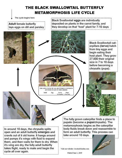 Raising Swallowtail Butterflies - Bio Bungalow - Life, Education, Home and Travel with a little ...