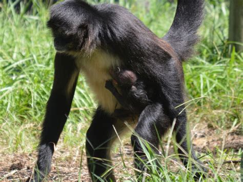 Rare Mexican spider monkey born at Palm Beach Zoo - wptv.com