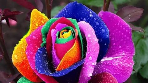 How to Plant Rainbow Rose Seeds? - Garden Bagan