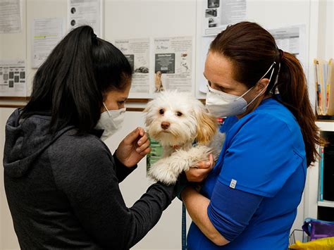 Veterinary Services in La Mesa, CA 91942 - The Pet Hospital of La Mesa