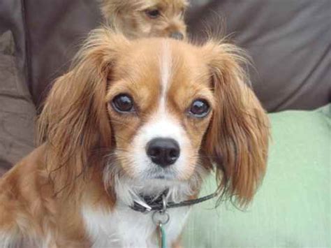 Chilier Dog (Cavalier King Charles Spaniel Chihuahua Mix) Info ...