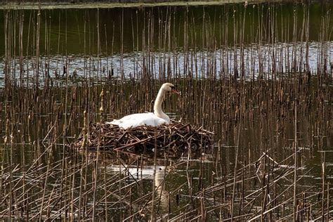 Swan Swan'S Nest - Free photo on Pixabay - Pixabay