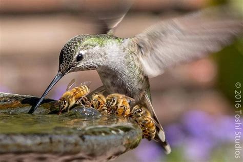 Hummingbird and bees sharing water | Vögel als haustiere, Schöne vögel, Glückliche tiere