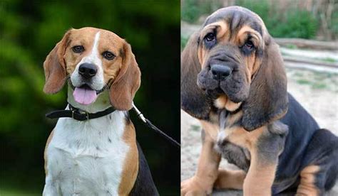 Incredible facts about the beagle bloodhound mix