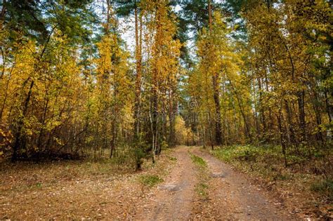 Beautiful Autumn Landscape. Road through the Autumn Mixed Forest Stock Photo - Image of fall ...