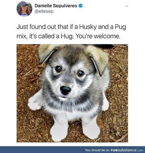 Here's a hug. - FunSubstance | Cute dogs, Cute animals, Funny animal memes